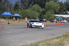 White_Vet_4242