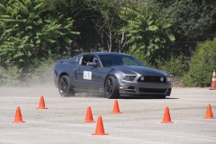 Gray_Mustang_2828