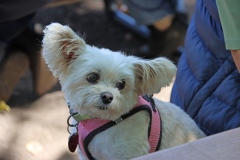 09-06-25 ESCA 62nd Birthday Picnic