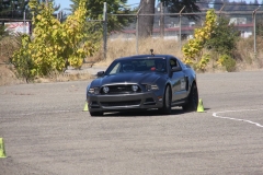 gray_mustang_5891